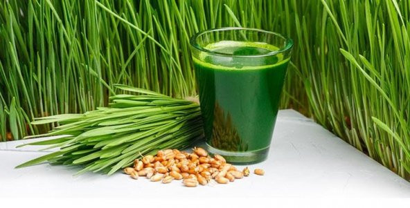 BUĞDAY ÇİMİ TOHUMU 1KG - Resim 2