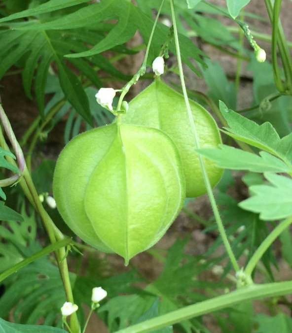Tohum Dünyam 5 Adet Love in a Puff Ballon Vine Heartseed Tohumu ürün görseli 1