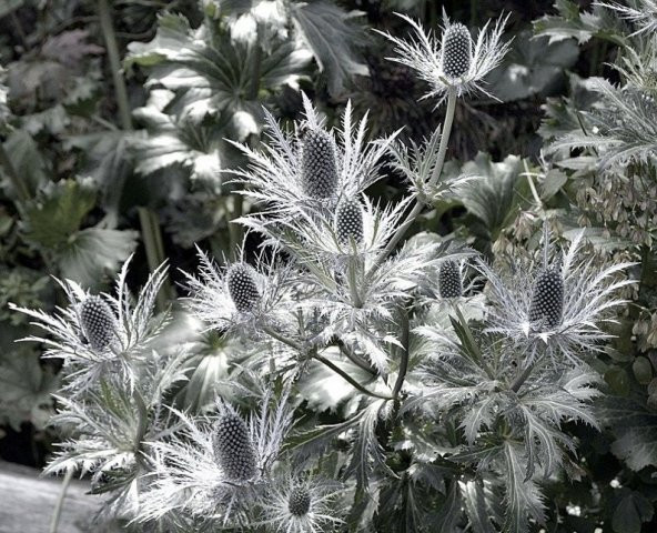 Tohum Dünyam 10 Adet Giant Silver Ghost Sea Holly Tohumu ürün görseli 1