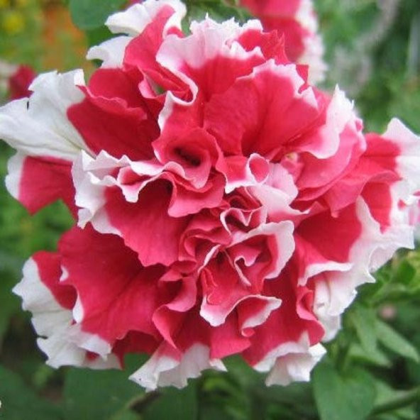 Tohum Dünyam 10 Adet Petunia Pirouette Mix Tohumu ürün görseli 1