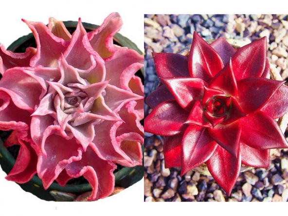 Tohum Dünyam 10 Adet Echeveria madiba pink lips Succulent Tohumu ürün görseli 1