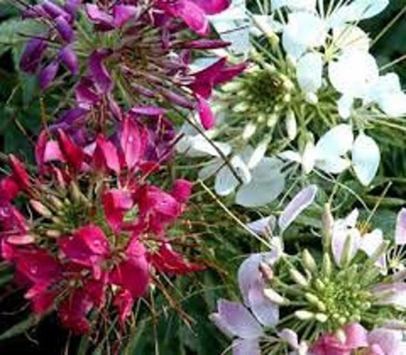 Tohum Dünyam 10 Adet Natural Flower Cleome Mix Tohumu ürün görseli 1