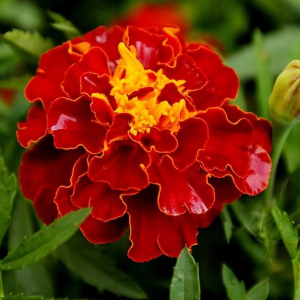Tohum Dünyam 5 Adet Natural French Marigold Carmen Tohumu ürün görseli 1