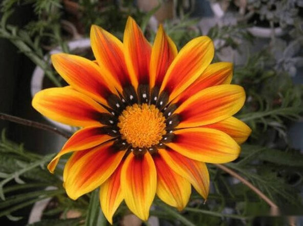 Tohum Dünyam 10 Adet Yellow Orange Gazania Tohumu ürün görseli 1