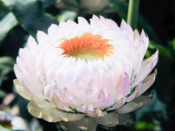 Tohum Dünyam 5 Adet Monster Tall White Strawflower Tohumu ürün görseli 1