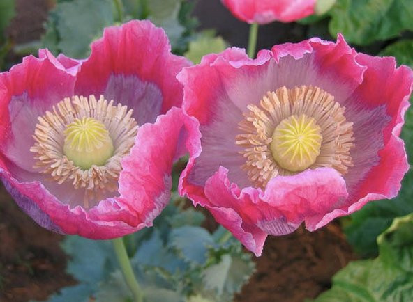 Tohum Dünyam 5 Adet Giganthemum Poppy Tohumu ürün görseli 1