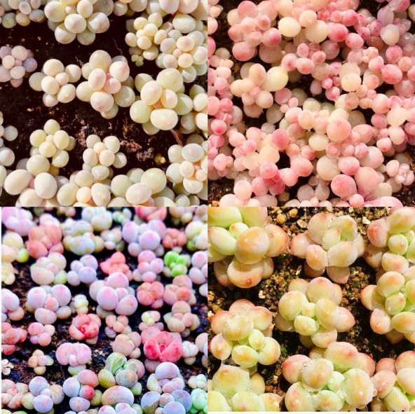Tohum Dünyam 10 Adet New Graptopetalum Succulent Tohumu ürün görseli 1