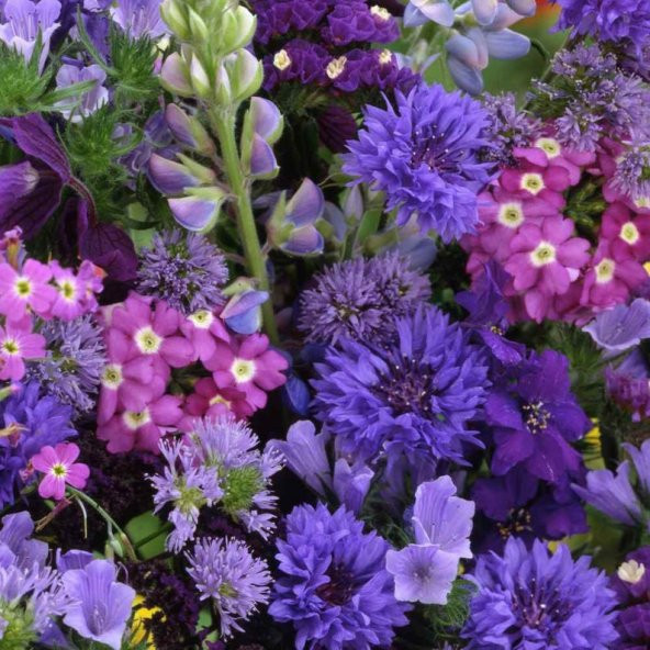 Tohum Dünyam 10 Adet lovely flower blue/ purple mix Tohumu ürün görseli 1