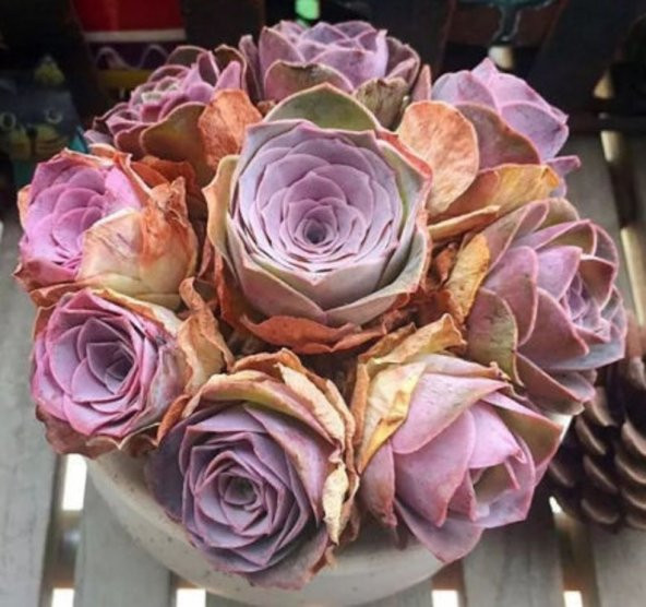 Tohum Dünyam 10 Adet Greenovia Aurea Pink Rose Succulent Tohumu ürün görseli 1