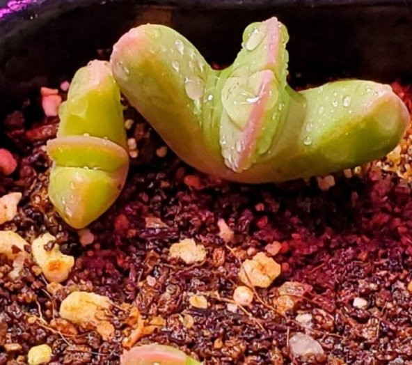 Tohum Dünyam 10 Adet Bijlia Cana Succulent Tohumu ürün görseli 1