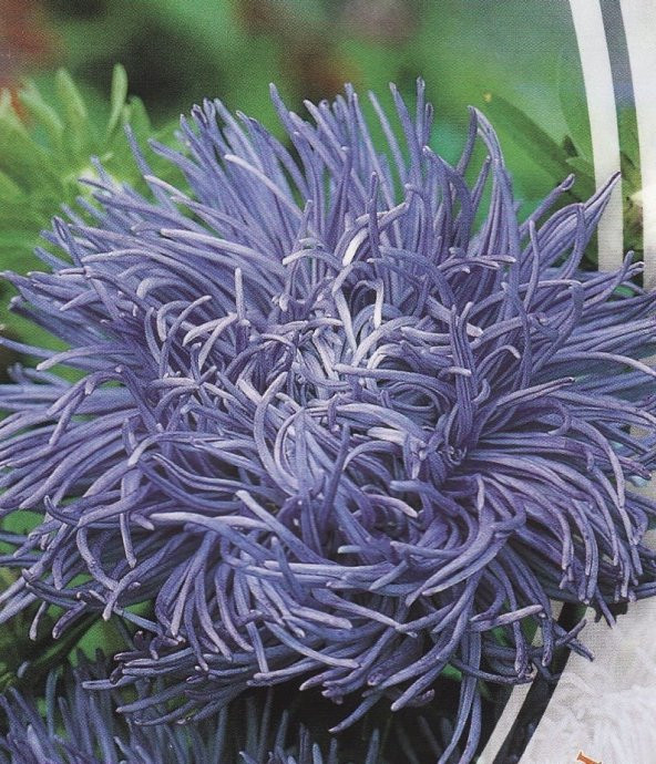Tohum Dünyam 10 Adet Natural Aster Angora Tohumu ürün görseli 1