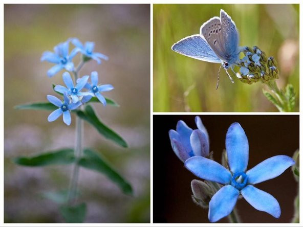 Tohum Dünyam 10 Adet Blue Milkweed Tohumu ürün görseli 1