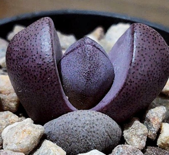Tohum Dünyam 10 Adet Pleiospilos Nelii cv. Royal Flush Succulent Tohumu ürün görseli 1