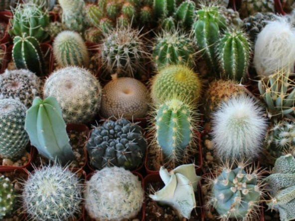 Tohum Dünyam 10 Adet Premium Kaktüs Species Mix Tohumu ürün görseli 1