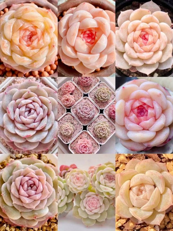 Tohum Dünyam 10 Adet Echeveria Monroe Succulent Tohumu ürün görseli 1