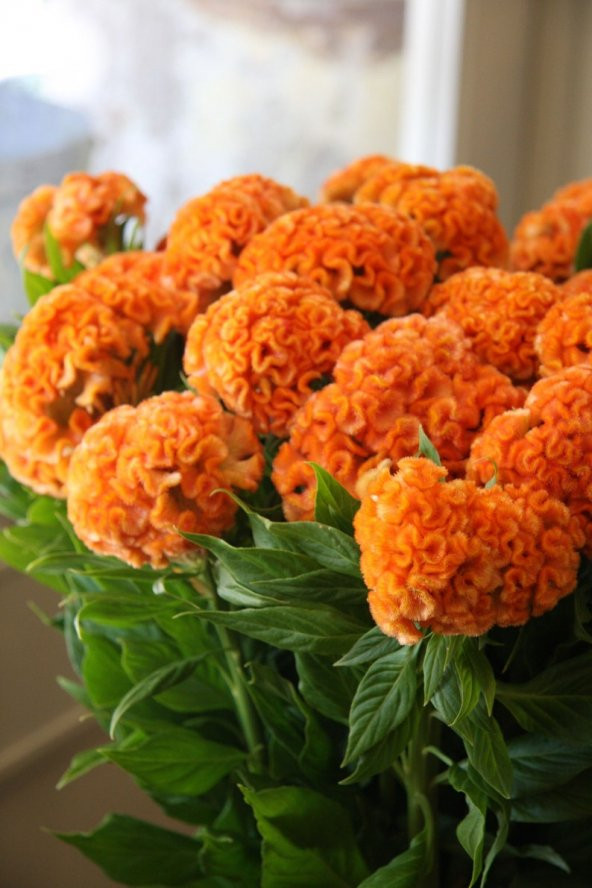 Tohum Dünyam 10 Adet Orange Queen Cockscomb Celosia Tohumu ürün görseli 1