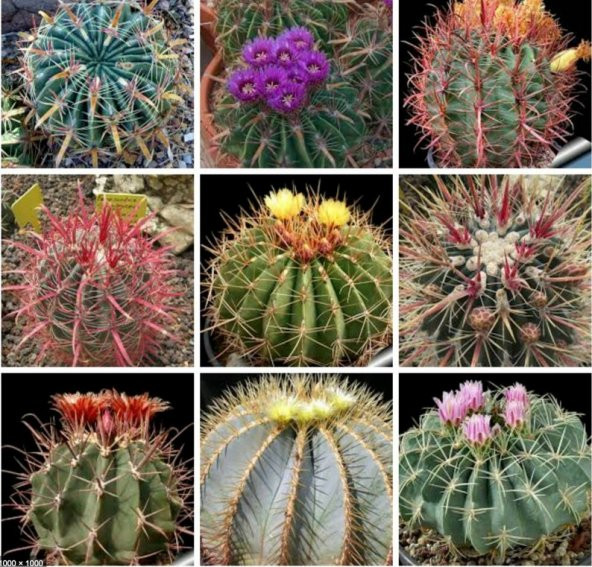 Tohum Dünyam 10 Adet Ferocactus Mix Kaktüs Tohumu ürün görseli 1