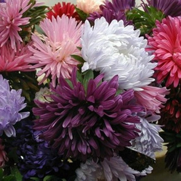 Tohum Dünyam 10 Adet Natural Chrysanthem Aster Mix Heirloom Tohumu ürün görseli 1