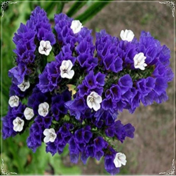 Tohum Dünyam 10 Adet Limonium Sinuatum Deep Blue Sea Tohumu ürün görseli 1