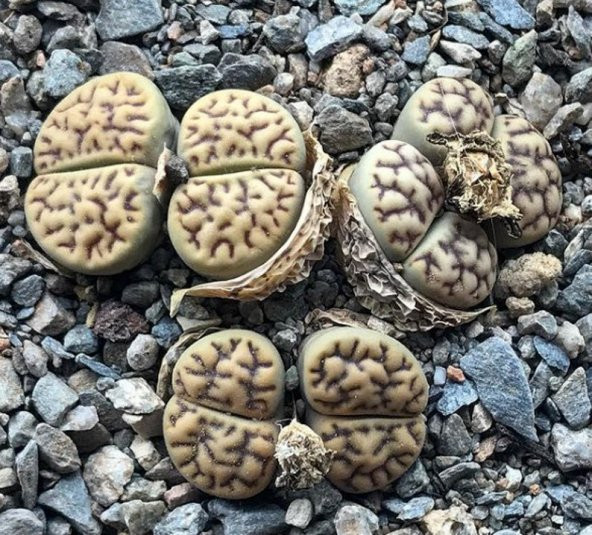 Tohum Dünyam 10 Adet Lithops Bromfieldii v Mennellii Succulent Tohumu ürün görseli 1