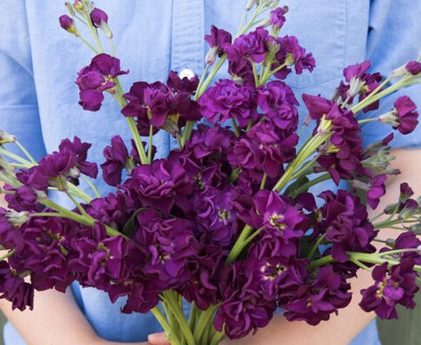 Tohum Dünyam 20 Adet Katz Purple Stock Tohumu ürün görseli 1