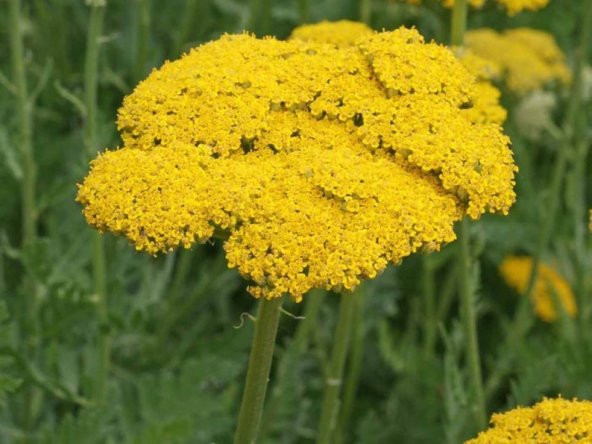 Tohum Dünyam 10 Adet Gold Yarrow Wildflower Tohumu ürün görseli 1