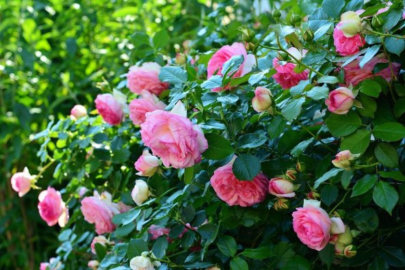 Tohum Dünyam 10 Adet Angel Wings Miniature Rose Tohumu ürün görseli 1