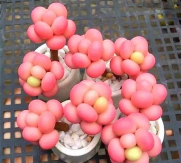 Tohum Dünyam 10 Adet Egg-Like Succulent Tohumu ürün görseli 1