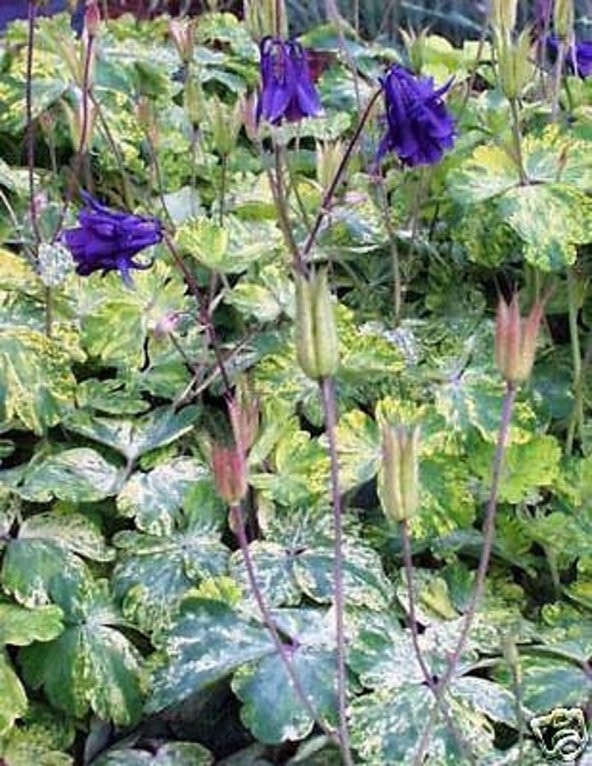 Tohum Dünyam 10 Adet RARE Variegated Columbine Tohumu ürün görseli 1