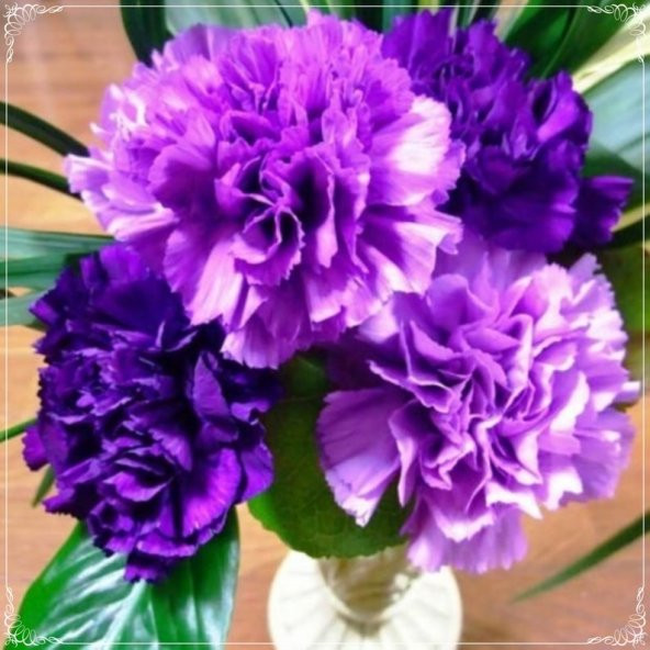 Tohum Dünyam 10 Adet Chabaud Violet Multilayer Carnation Tohumu ürün görseli 1