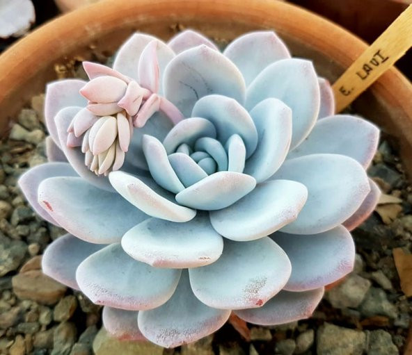 Tohum Dünyam 10 Adet Rare Echeveria Laui Blue Succulent Tohumu ürün görseli 1