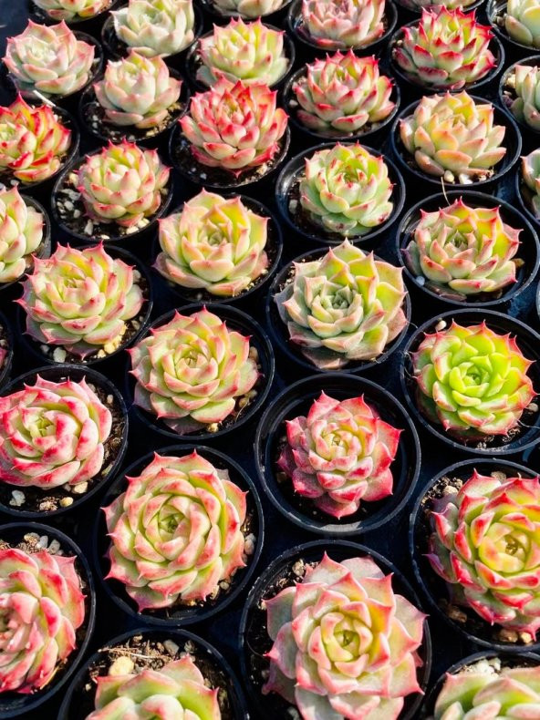 Tohum Dünyam 10 Adet MIX Echeveria romeo rubin Succulent Tohumu ürün görseli 1