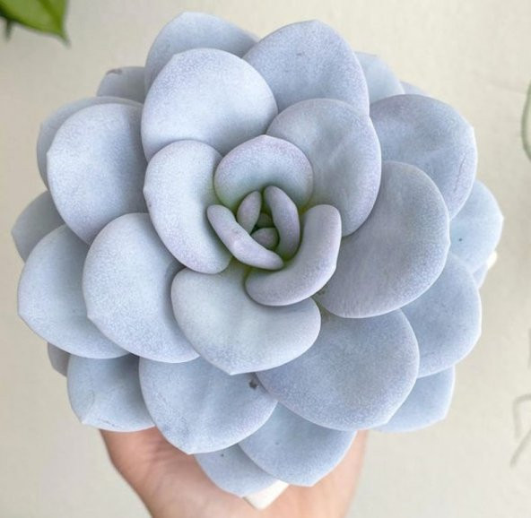 Tohum Dünyam 10 Adet Echeveria Laui Snow Lotus Succulent Tohumu ürün görseli 1