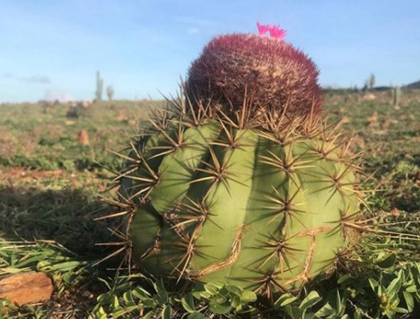 Tohum Dünyam 10 Adet Melocactus Kaktüs Tohumu ürün görseli 1