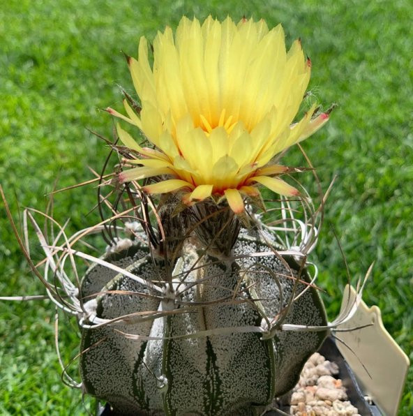 Tohum Dünyam 10 Adet Astrophytum Crassispinoides Kaktüs Tohumu ürün görseli 1
