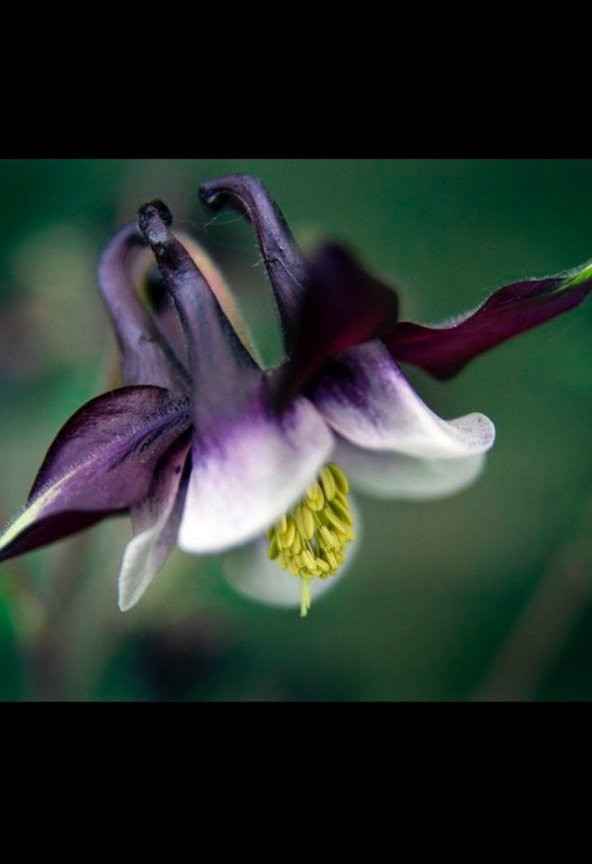 Tohum Dünyam 5 Adet Deep Purple Columbine, William Guinness Tohumu ürün görseli 1