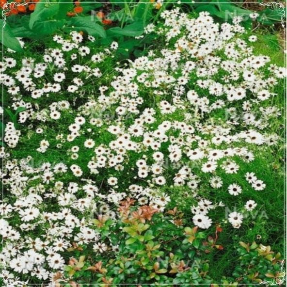 Tohum Dünyam 20 Adet White Splendor Brachycome Tohumu ürün görseli 1