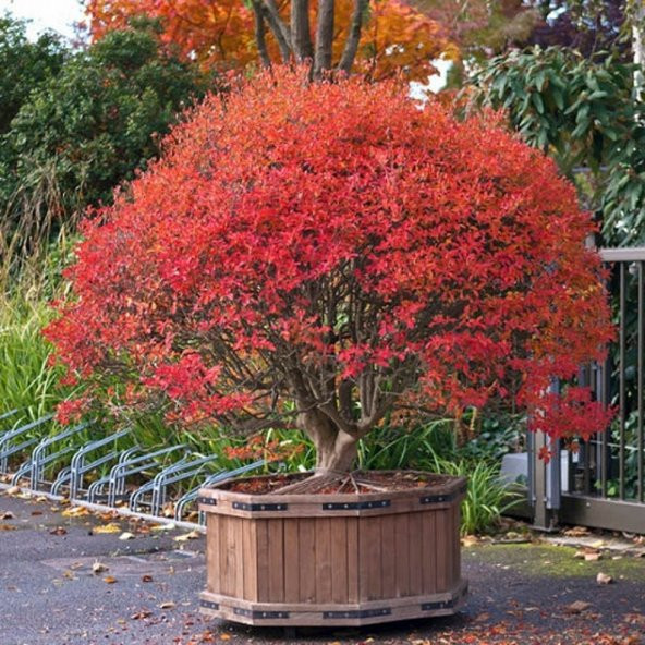 Tohum Dünyam 10 Adet Red Veined Showy Lantern Tohumu ürün görseli 1