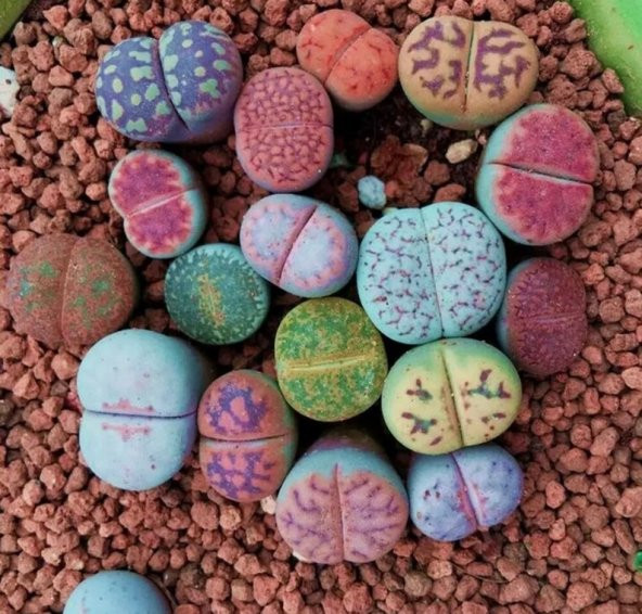Tohum Dünyam 10 Adet Living Stone Succulent Tohumu ürün görseli 1