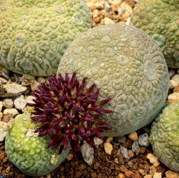 Tohum Dünyam 10 Adet Pseudolithos Migiurtinus Succulent Tohumu ürün görseli 1