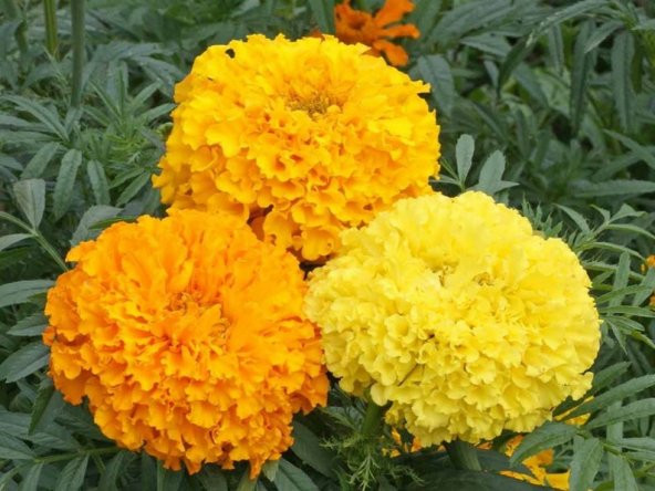Tohum Dünyam 10 Adet Heirloom African Crackerjack Marigold Tohumu ürün görseli 1