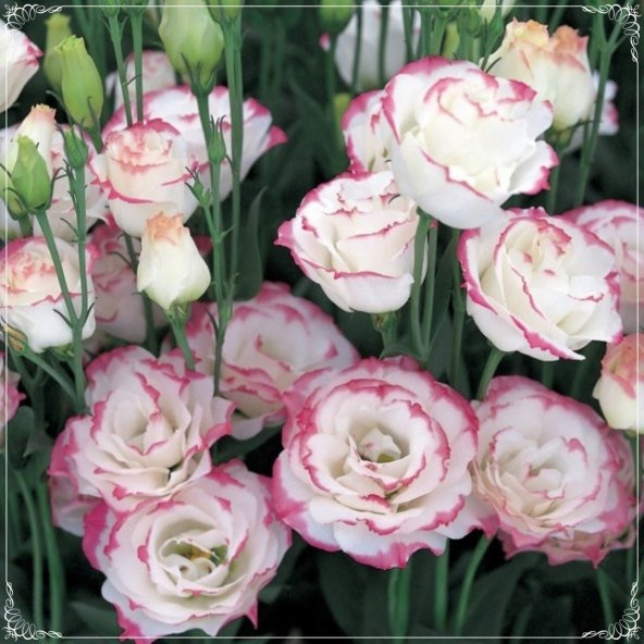 Tohum Dünyam 5 Adet Multicolored Pink Picotee Lisianthus Tohumu ürün görseli 1