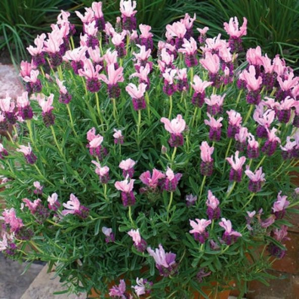 Tohum Dünyam 10 Adet Pink Spanish Lavender Tohumu ürün görseli 1