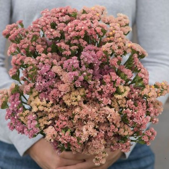 Tohum Dünyam 10 Adet Apricot Limonium Sinuatum Tohumu ürün görseli 1