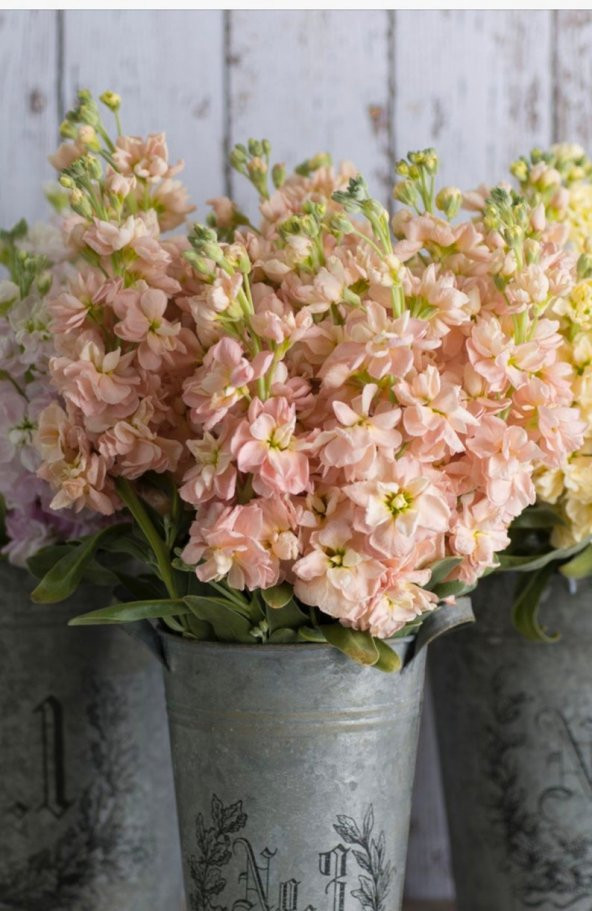 Tohum Dünyam 5 Adet Apricot Matthiola incana Tohumu ürün görseli 1