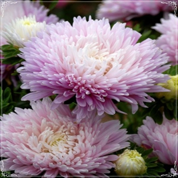Tohum Dünyam 10 Adet Pompon Rose Aster Tohumu ürün görseli 1