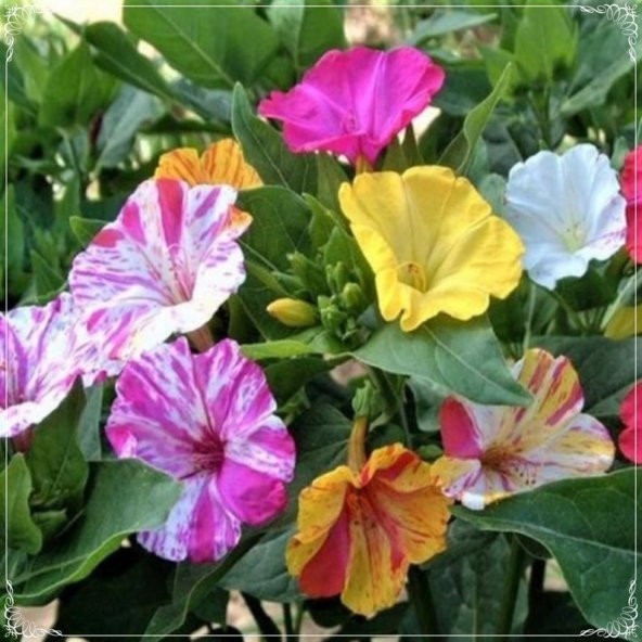 Tohum Dünyam 10 Adet Bicolor Mixed Marvel of Peru Mirabilis Jalapa Tohumu ürün görseli 1