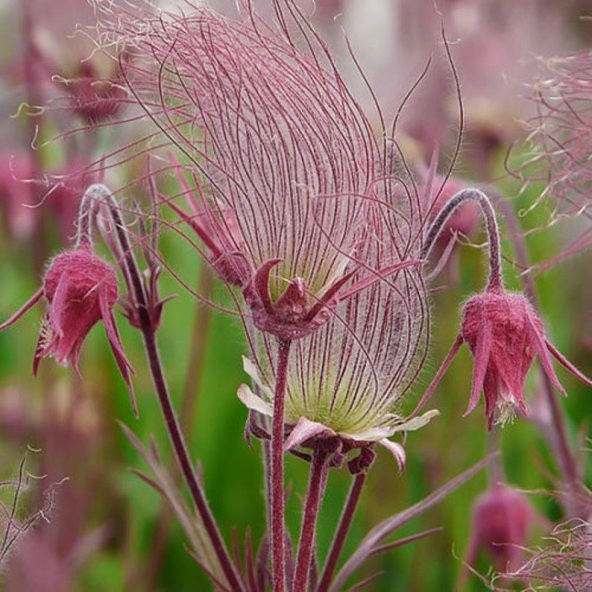 Tohum Dünyam 10 Adet Prairie Smoke, Geum Triflorum Tohumu ürün görseli 1