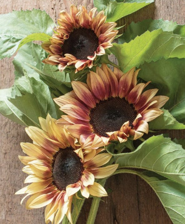 Tohum Dünyam 10 Adet ProCut Plum Sunflower Tohumu ürün görseli 1