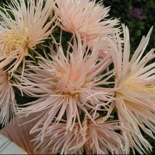 Tohum Dünyam 10 Adet Natural Needle Aster Brunhilda Heirloom Tohumu ürün görseli 1